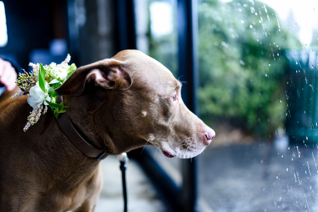 The bride and groom's dog looks out the window at the rain with his floral arrangement on his collar